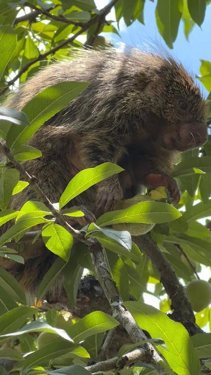 Hotel Fazenda Jecava Teresópolis Eksteriør bilde